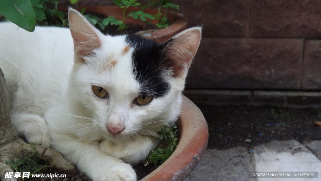 猫咪