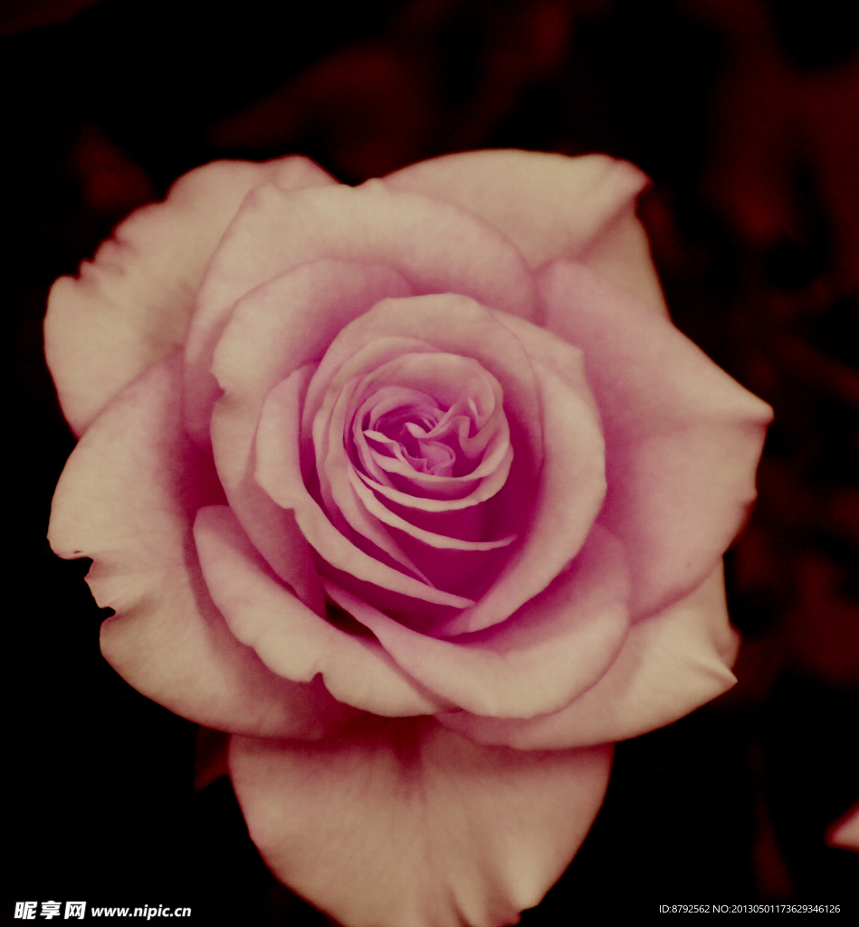 玫瑰花