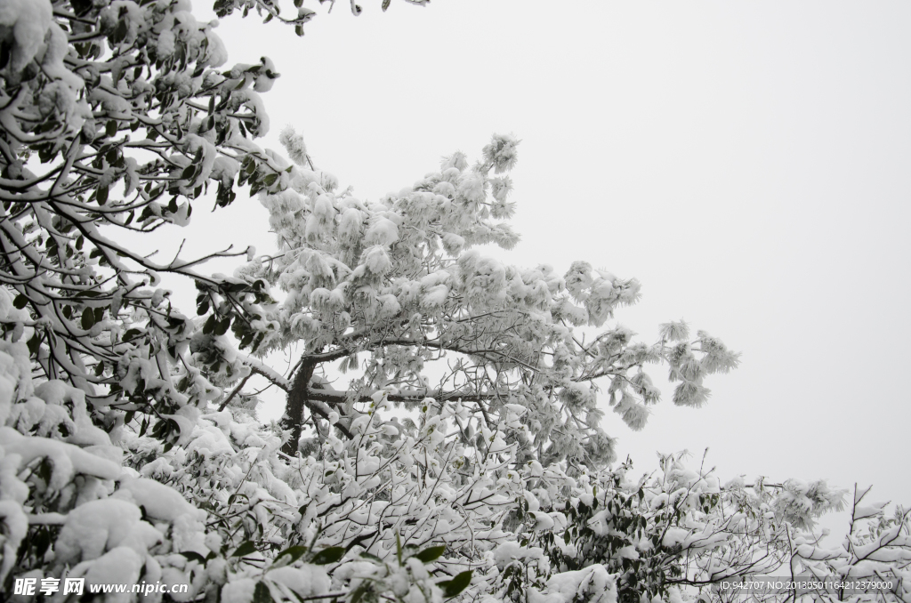 雪松