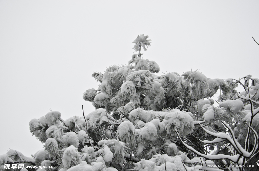 雪松