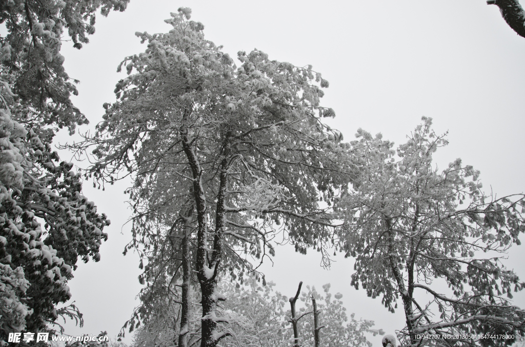 雪松