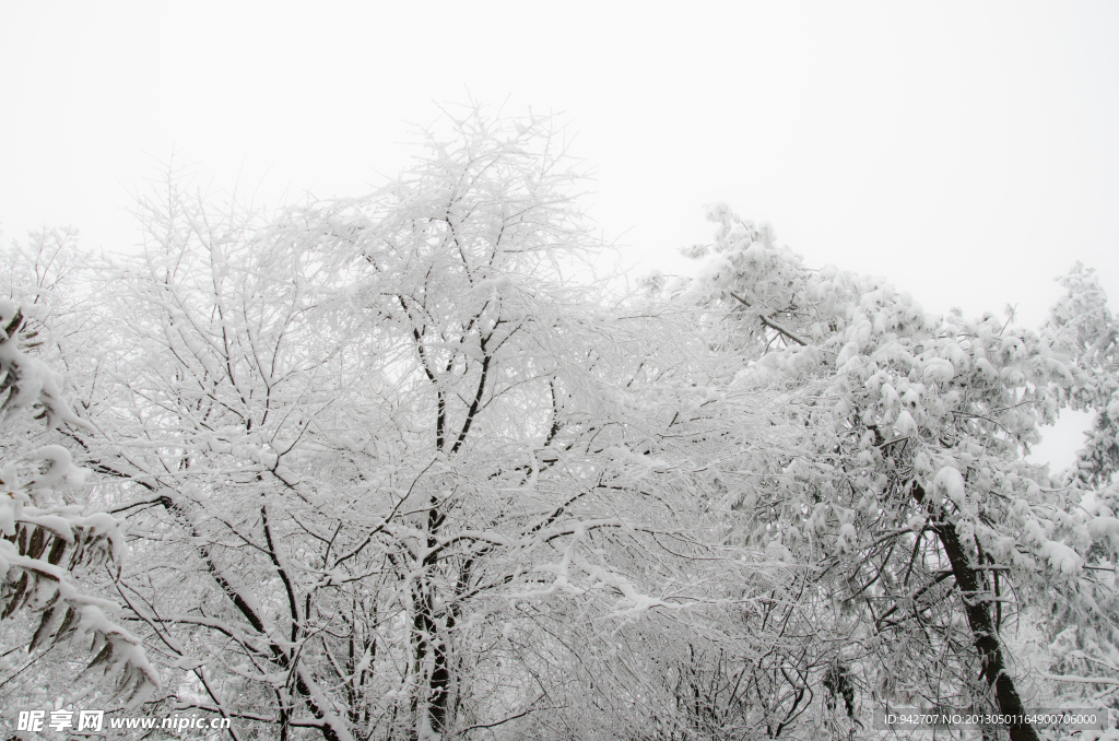 雪松 雪树