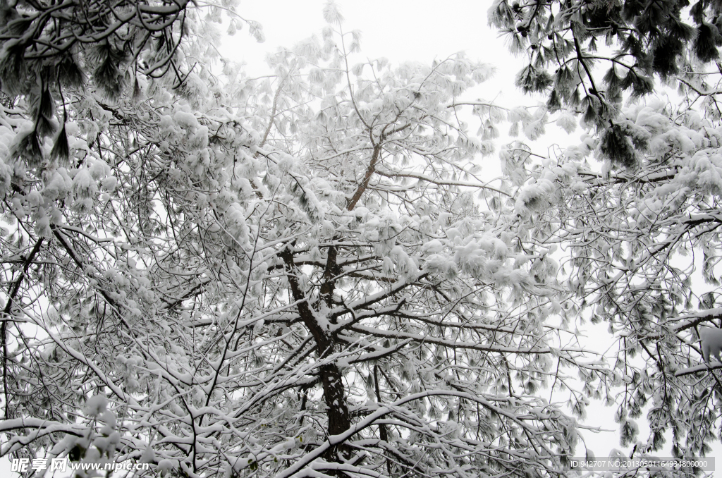 雪松