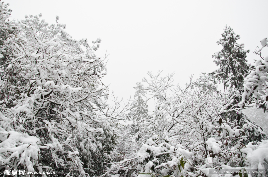 雪树 雪景