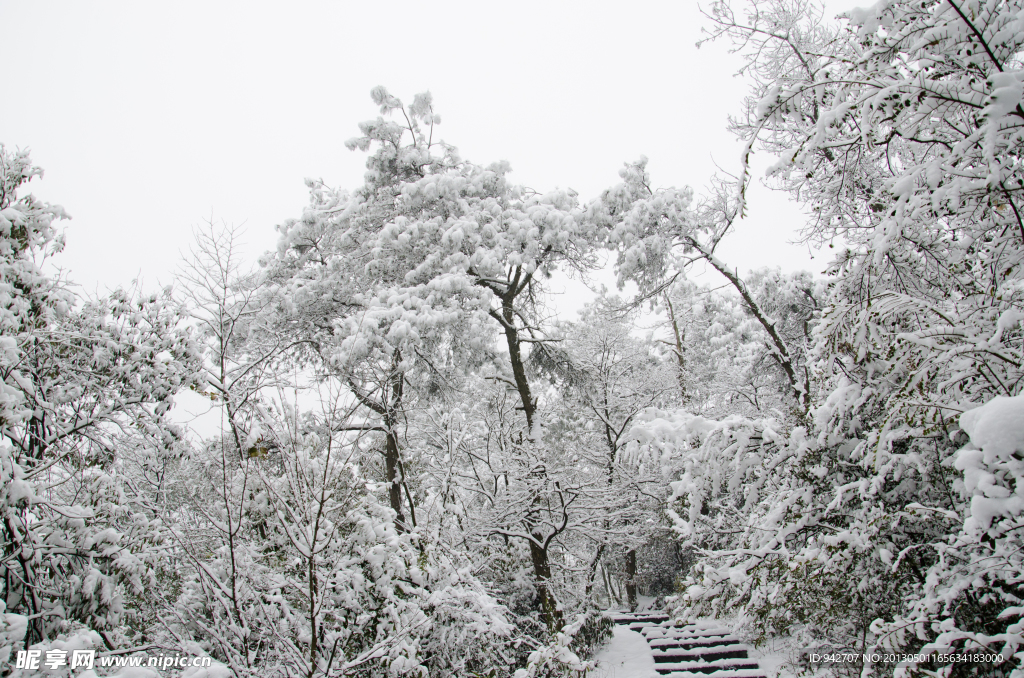 雪松