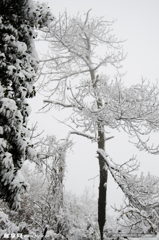 雪松