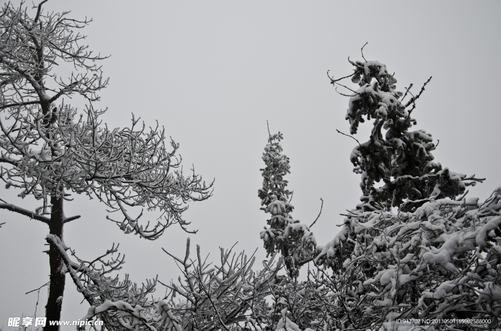 雪树