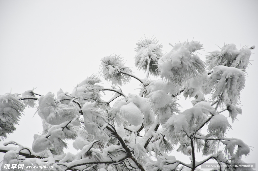 雪松