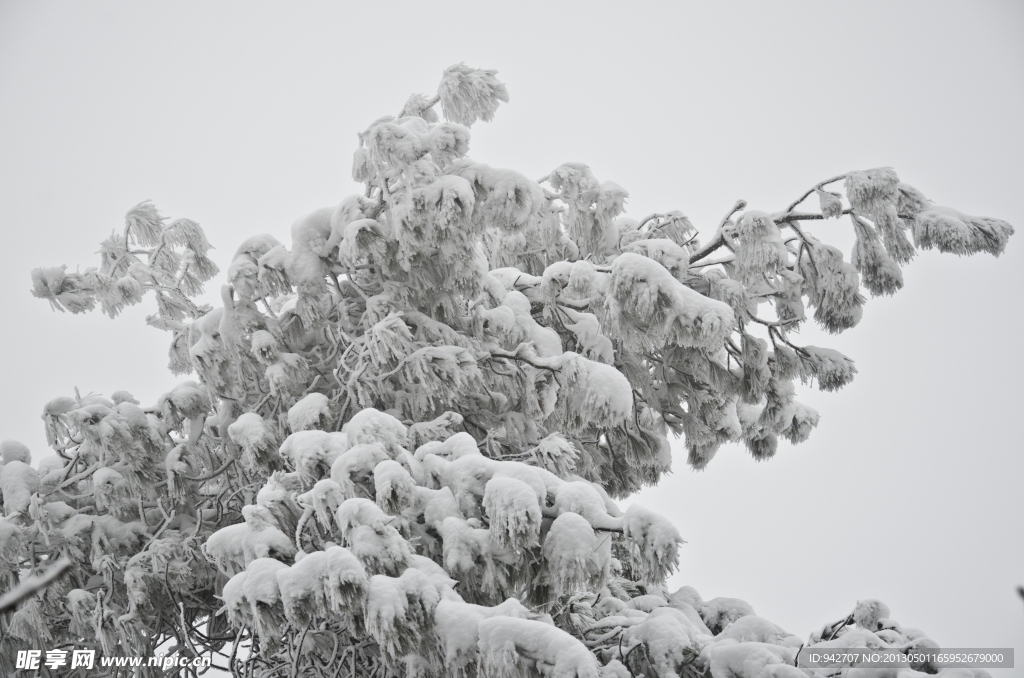 雪松