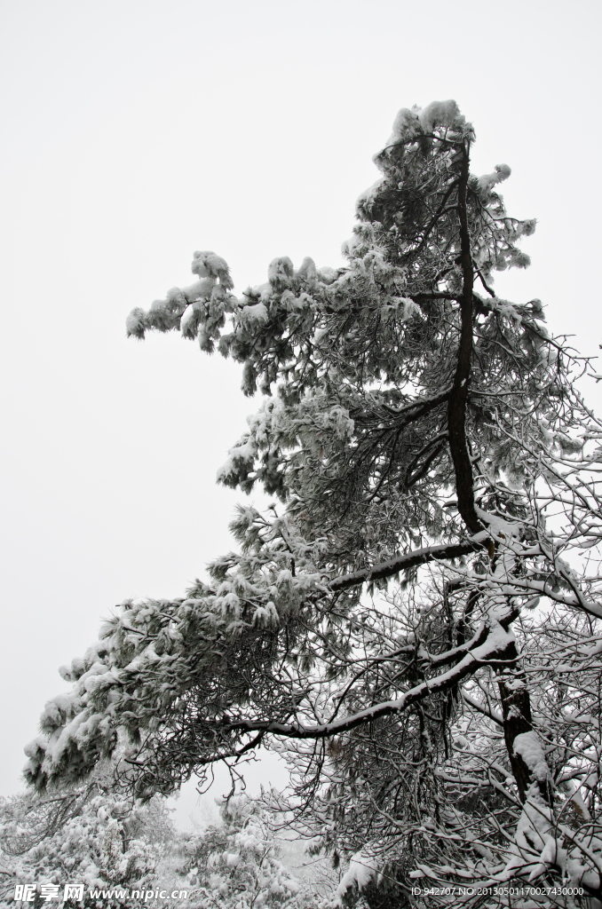 雪松