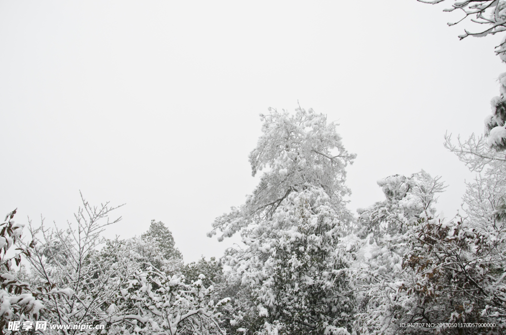 雪松