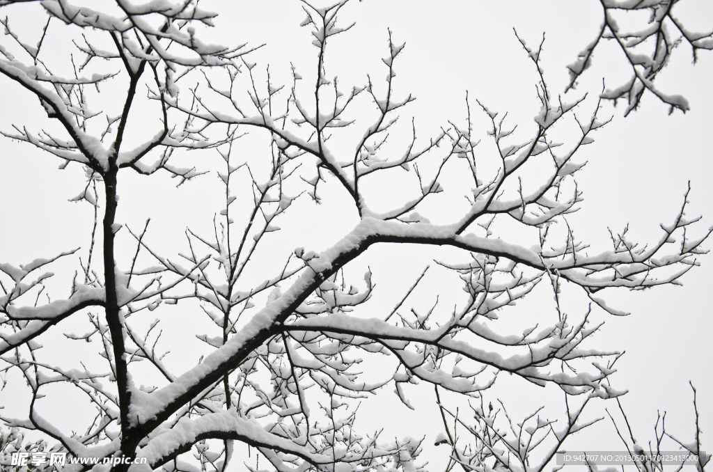 雪树