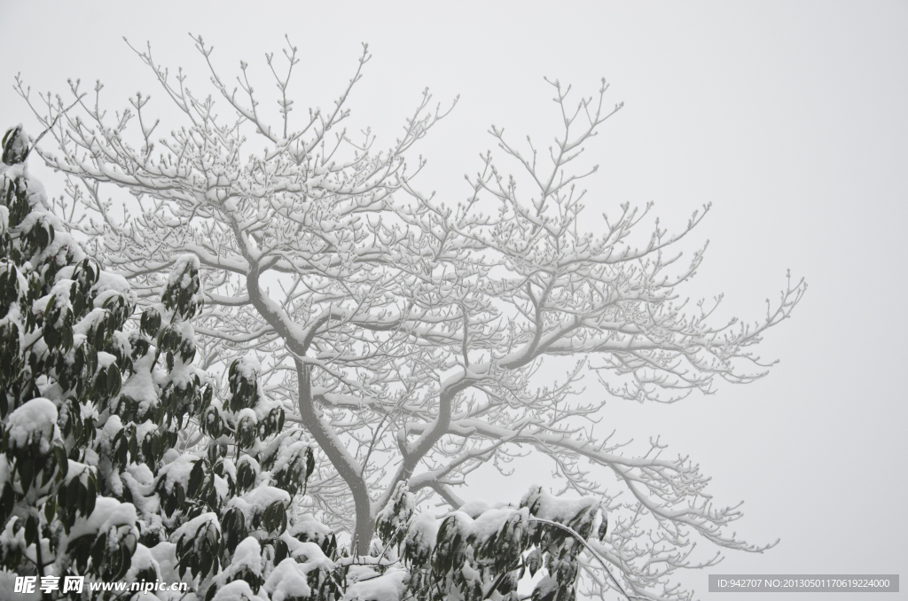 雪树