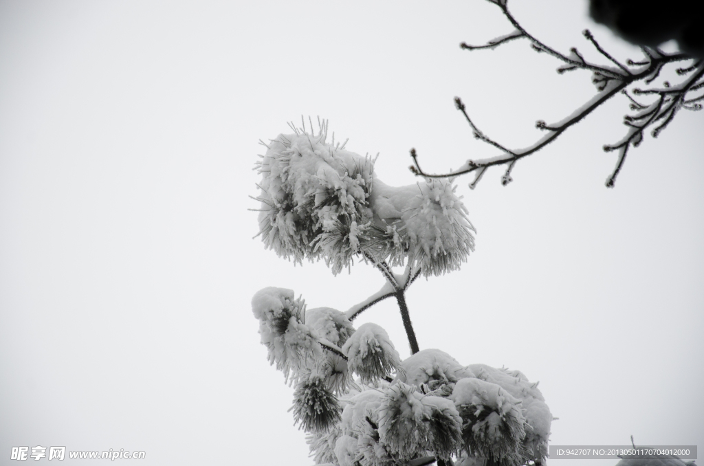 雪松