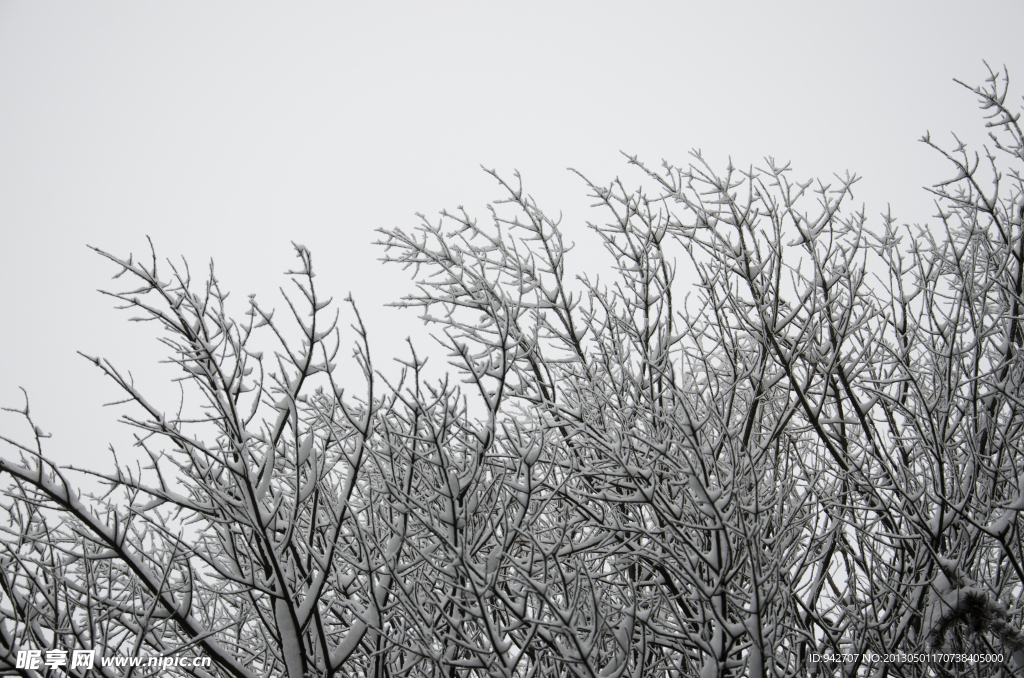 雪树
