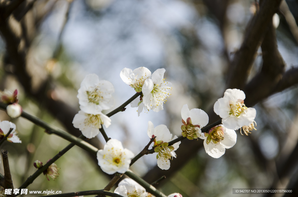 梅花