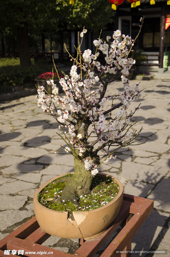 梅花