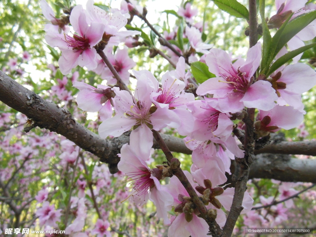 桃花
