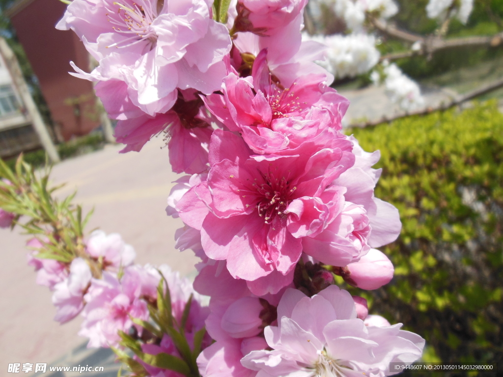 梅花
