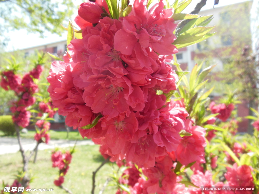 梅花