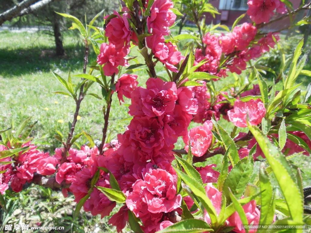 梅花