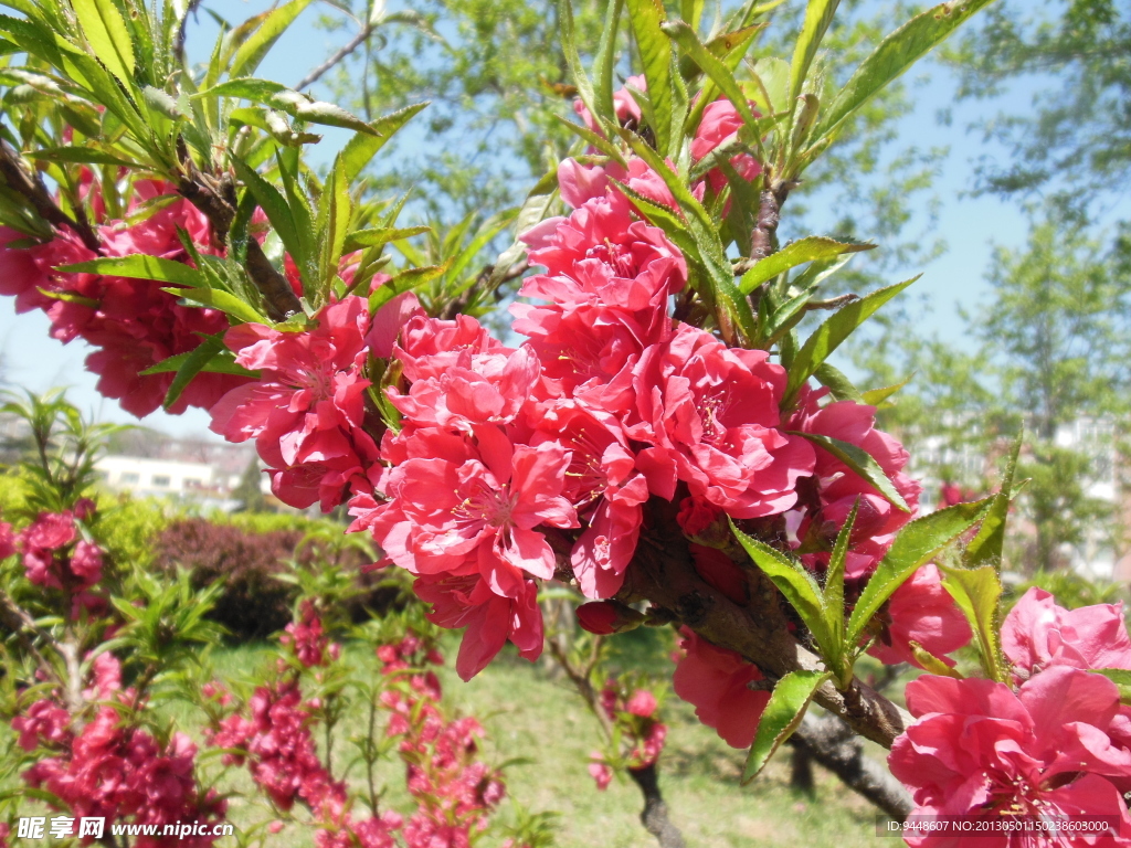 梅花
