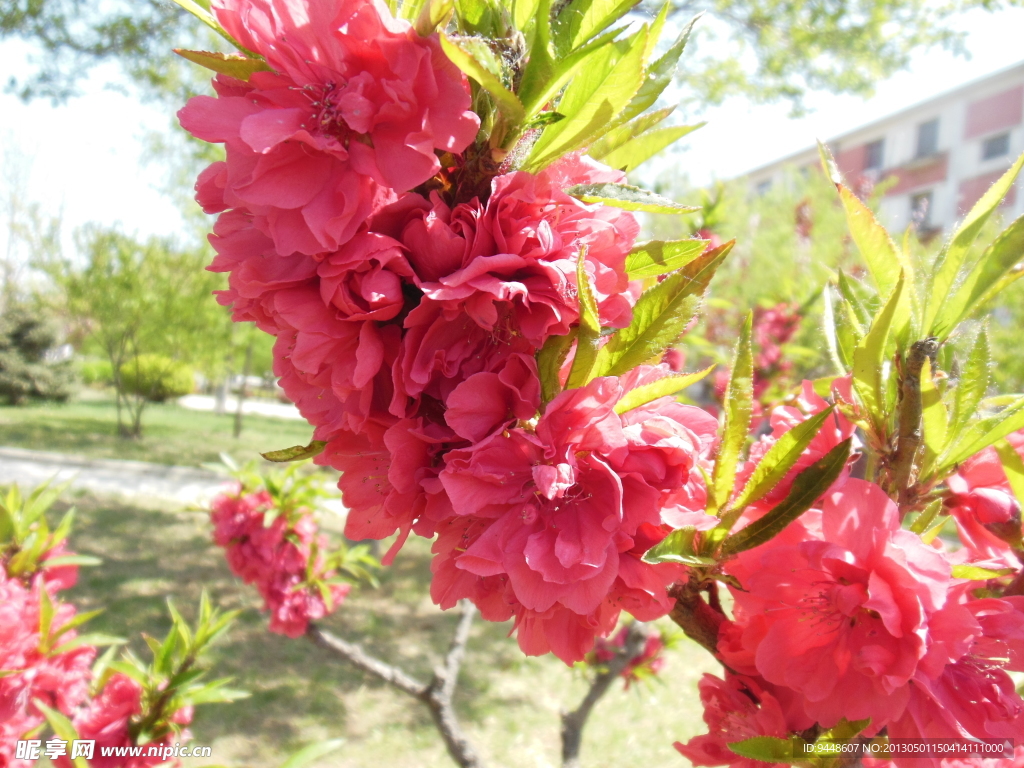 梅花