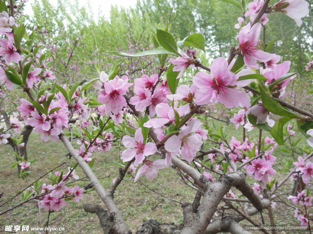 桃花