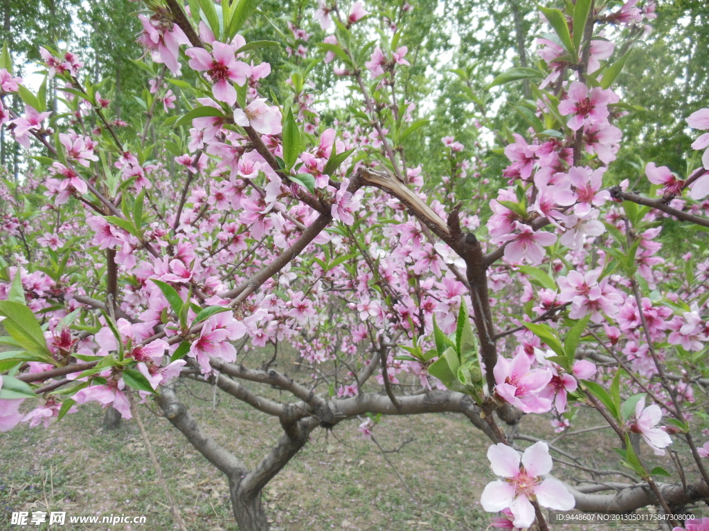 桃花