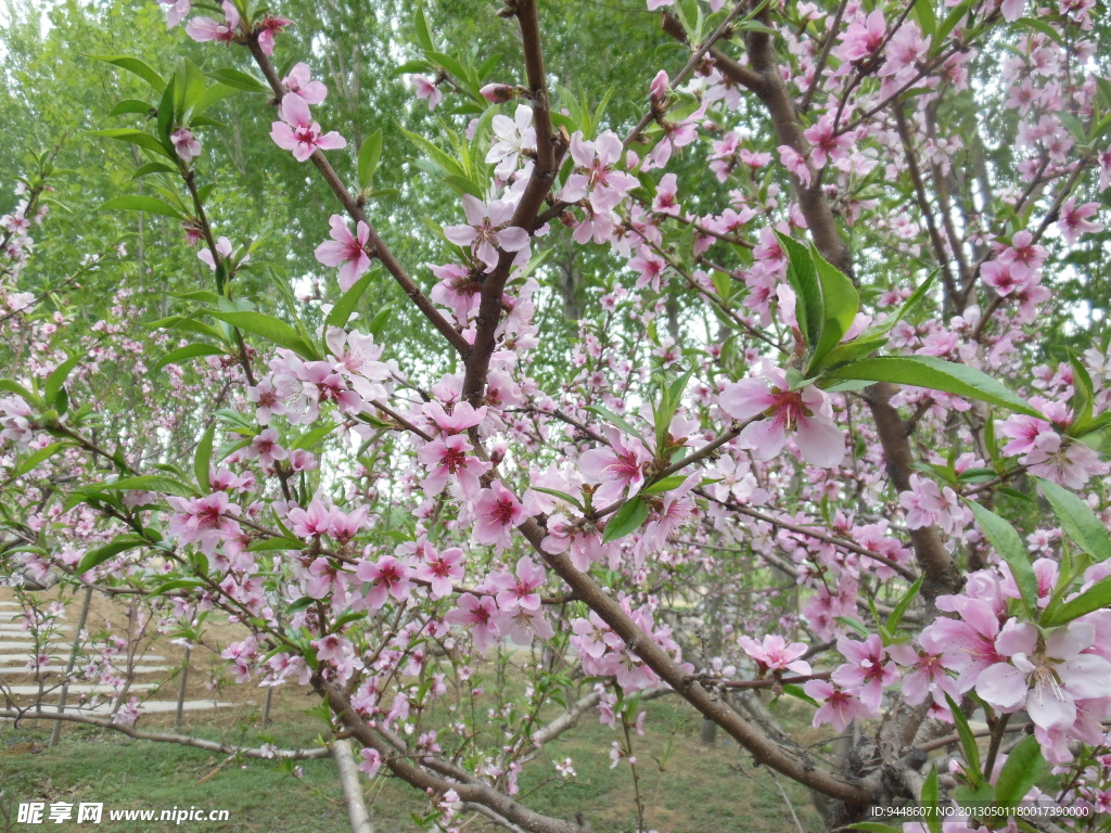 桃花