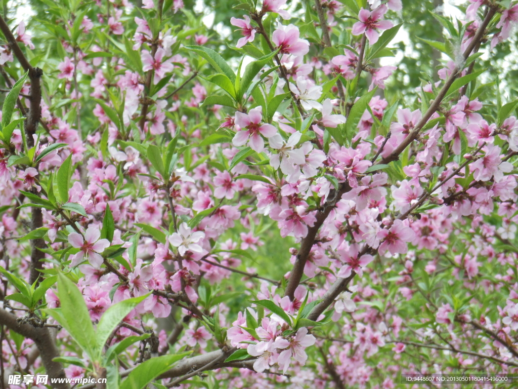 桃花