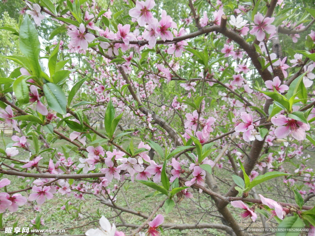 桃花