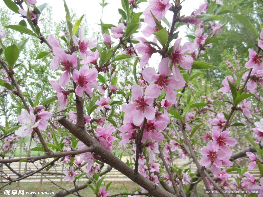 桃花