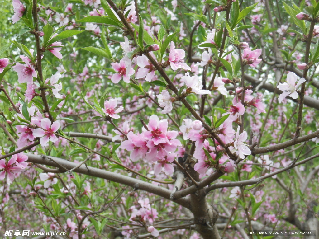 桃花