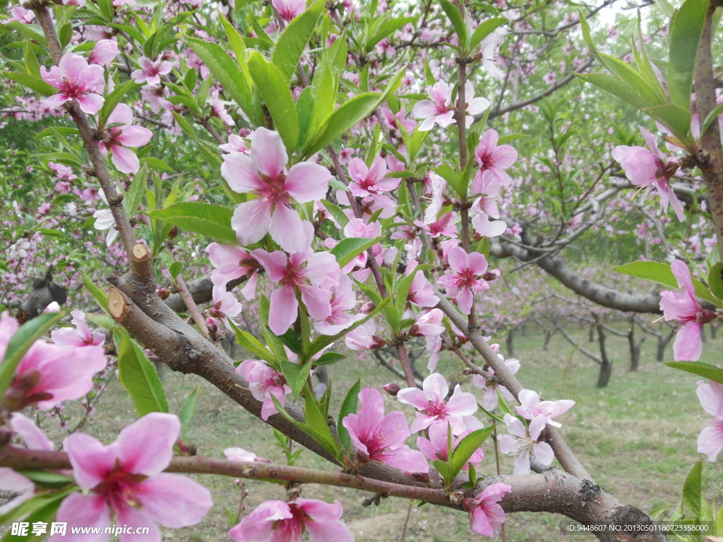 桃花