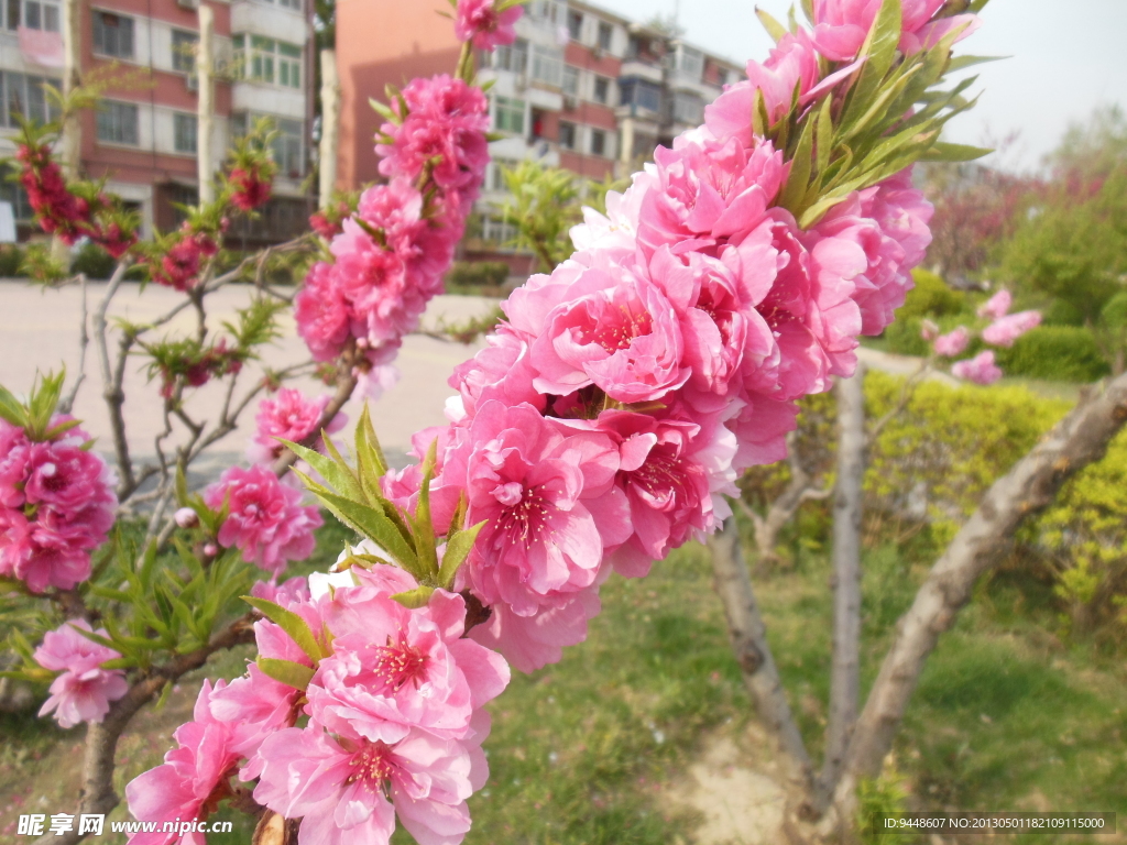 梅花