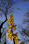 迎春花