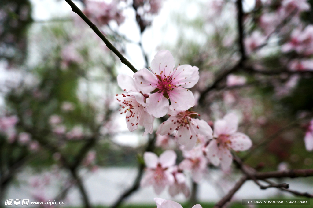 樱花