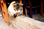 猫咪