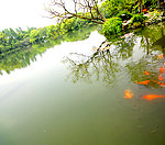 西湖风景