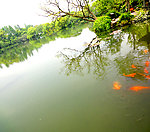 西湖风景