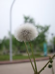 蒲公英