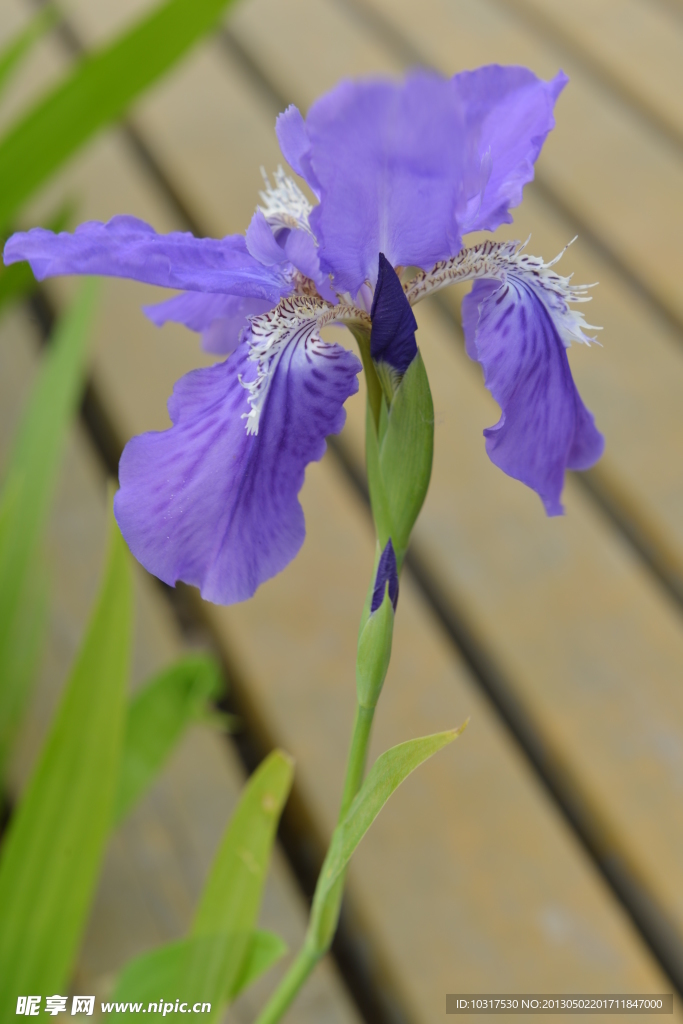 鸢尾花