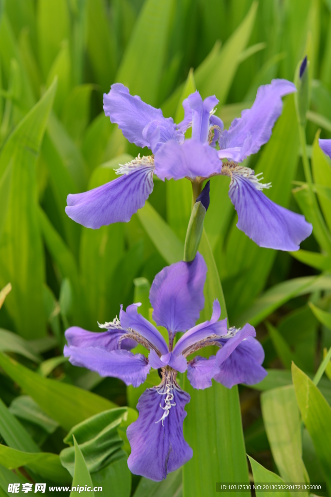 鸢尾花