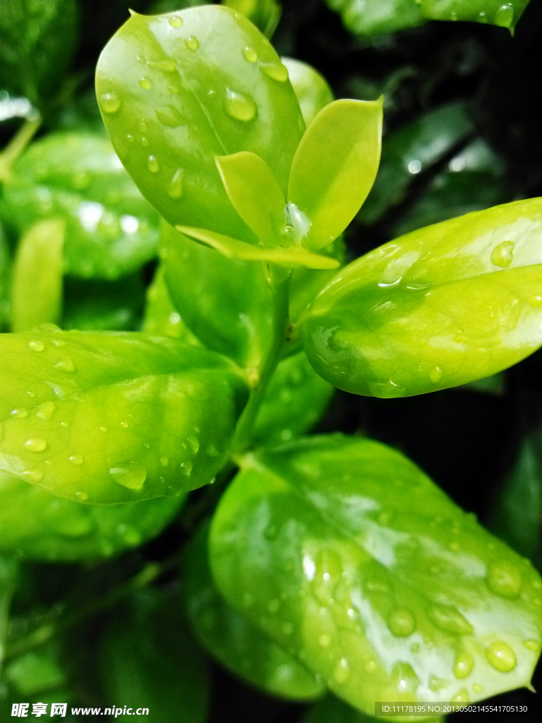 绿色植物图片 雨后