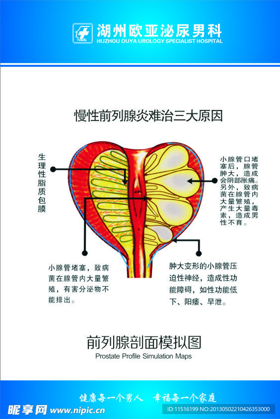 医生科室图谱前列腺剖