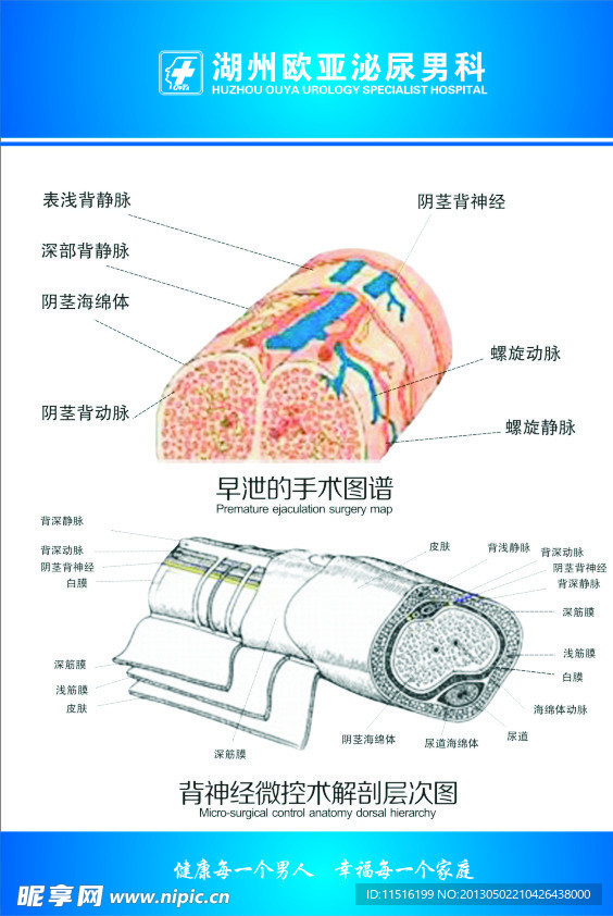 医生科室图谱背神经