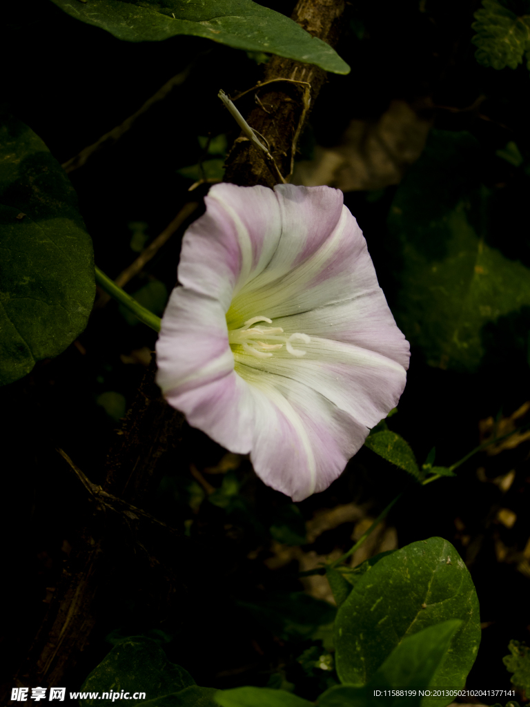 牵牛花