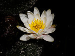 莲花