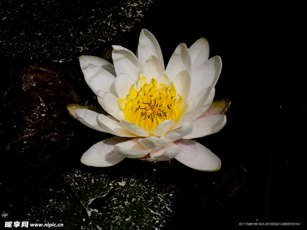 莲花